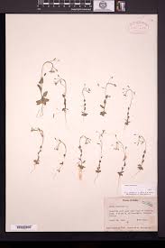 Attēlu rezultāti vaicājumam “Draba nemorosa fruit”