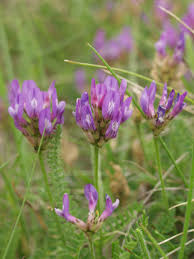 Attēlu rezultāti vaicājumam “Astragalus danicus leaf”