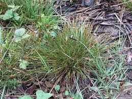 Attēlu rezultāti vaicājumam “Carex pulicaris”