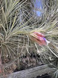 Attēlu rezultāti vaicājumam “Heterotrichia oerstedii (syn. Arcyria oerstedii) stalked”