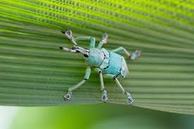 Image result for Coleoptera Curculionoidea