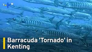 Image result for Tornado Divers