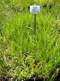 Attēlu rezultāti vaicājumam “Carex pilosa”
