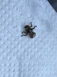 Attēlu rezultāti vaicājumam “Lipoptena cervi”