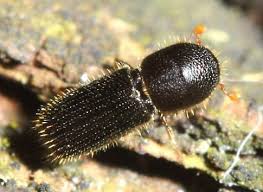 Attēlu rezultāti vaicājumam “Scolytidae”