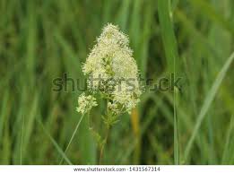 Attēlu rezultāti vaicājumam “Thalictrum flavum fruit”