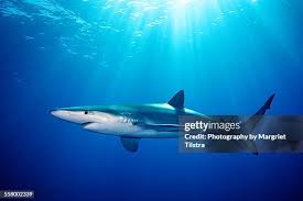 Image result for Prionace glauca