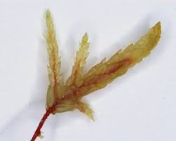 Attēlu rezultāti vaicājumam “Pleuridium subulatum sporophyte”