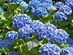 Hydrangea macrophylla f. normalis | Name That Plant