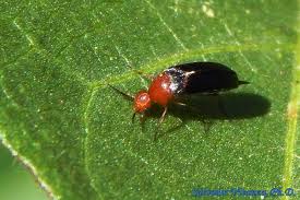 Attēlu rezultāti vaicājumam “Mordellidae”
