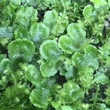 Attēlu rezultāti vaicājumam “Conocephalum salebrosum sporophyte”