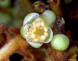 Attēlu rezultāti vaicājumam “Pedicularis palustris fruit”