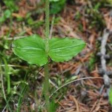 Attēlu rezultāti vaicājumam “Listera cordata fruit”
