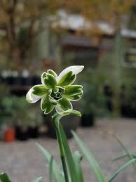 Attēlu rezultāti vaicājumam “Galanthus nivalis leaf”