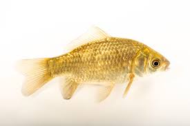 Attēlu rezultāti vaicājumam “Carassius auratus”