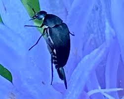 Attēlu rezultāti vaicājumam “Mordella sp.”