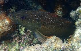 Image result for Cephalopholis fulva