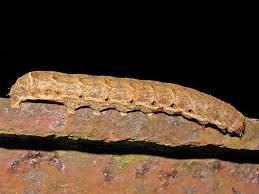 Attēlu rezultāti vaicājumam “Noctua fimbriata larva”