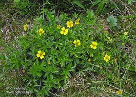 Attēlu rezultāti vaicājumam “Potentilla erecta”