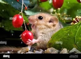 Attēlu rezultāti vaicājumam “Muscardinus avellanarius”