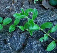 Image result for Veronica officinalis