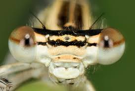 Attēlu rezultāti vaicājumam “Platycnemis pennipes”