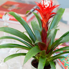 Картинки по запросу гусмания