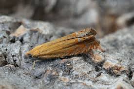 Attēlu rezultāti vaicājumam “Lathronympha strigana”
