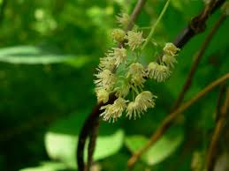 Attēlu rezultāti vaicājumam “Menispermum dauricum fruit”