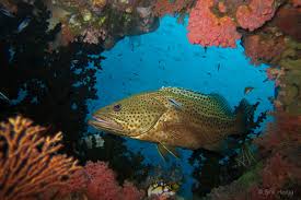 Image result for Epinephelus guttatus