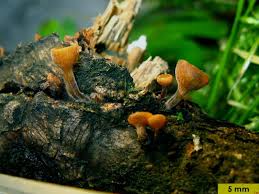 Attēlu rezultāti vaicājumam “Rutstroemia firma”