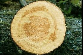 Attēlu rezultāti vaicājumam “Phellinus pini”