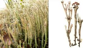 Attēlu rezultāti vaicājumam “Cladonia cornuta”