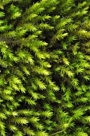 Attēlu rezultāti vaicājumam “Sciuro-hypnum”