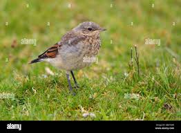 Attēlu rezultāti vaicājumam “Oenanthe oenanthe juvenile”