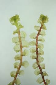 Attēlu rezultāti vaicājumam “Scapania irrigua”