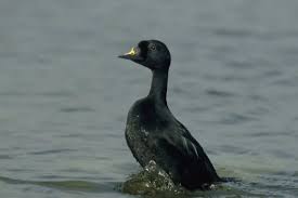 Attēlu rezultāti vaicājumam “Melanitta nigra”