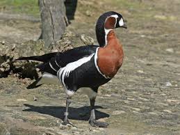 Image result for Branta ruficollis