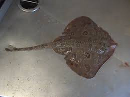 Image result for Leucoraja ocellata