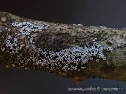 Attēlu rezultāti vaicājumam “Lachnella alboviolascens”