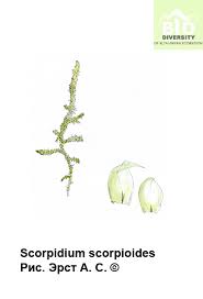 Attēlu rezultāti vaicājumam “Scorpidium scorpioides”
