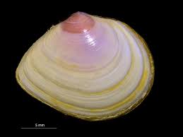 Attēlu rezultāti vaicājumam “Macoma baltica”