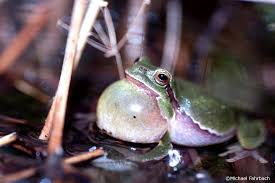 Attēlu rezultāti vaicājumam “Hyla arborea”
