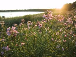 Attēlu rezultāti vaicājumam “Cakile maritima subsp. baltica flower”