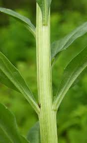 Attēlu rezultāti vaicājumam “Erysimum hieracifolium leaf”