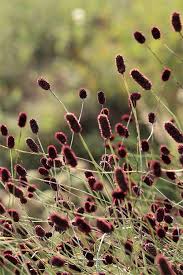 Image result for Sanguisorba officinalis