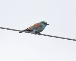Attēlu rezultāti vaicājumam “Coracias garrulus adult”