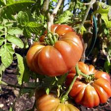 Afbeeldingsresultaat voor purple calabash tomato