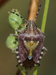 Attēlu rezultāti vaicājumam “Dolycoris baccarum”