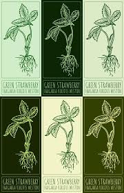 Attēlu rezultāti vaicājumam “Fragaria viridis leaf”